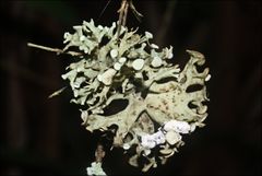 Ramalina inflata