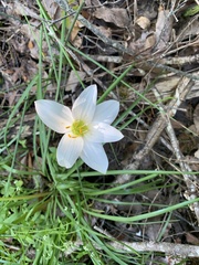 Zephyranthes atamasco