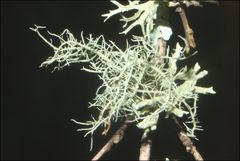 Usnea inermis