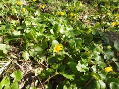 Ficaria verna