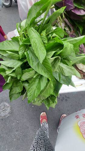 Corchorus capsularis observed 2026-05-25