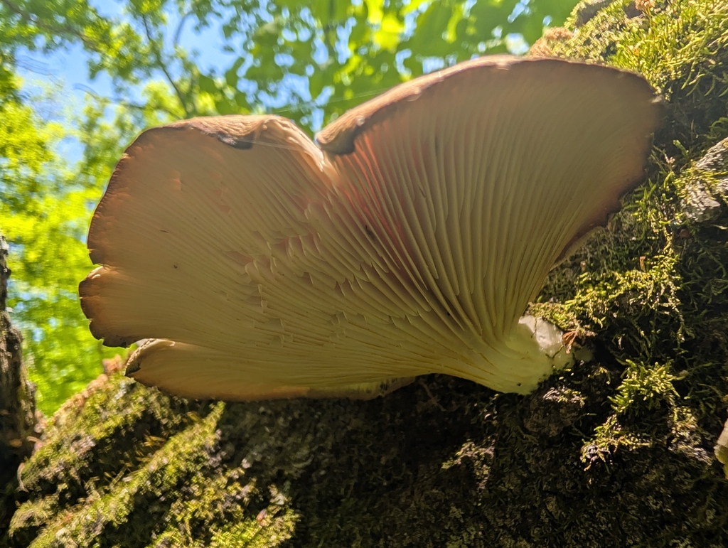 aspen oyster mushroom · May 2026 · photo: Photo: no rights reserved · iNaturalist