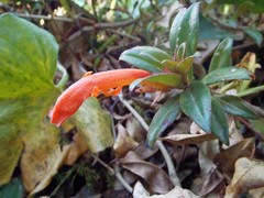 Columnea glabra