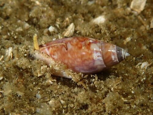 Olivella baetica, 2026-05-24