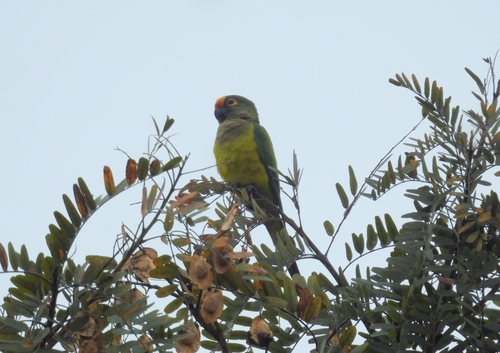 Peach-fronted Parakeet