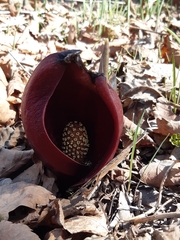 Symplocarpus renifolius