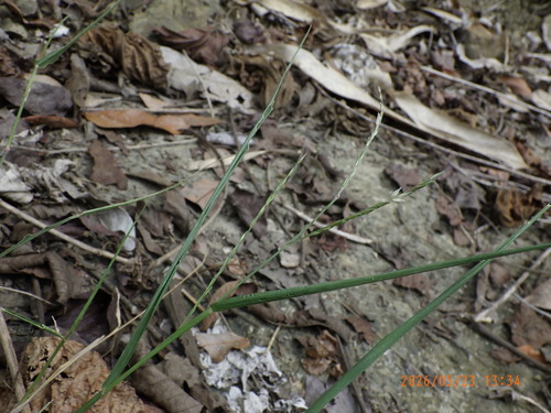 Urochloa glumaris observed 2026-05-23