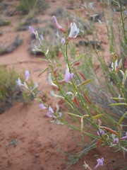 Astragalus episcopus