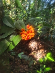 Pittosporum rubiginosum