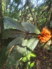 Pittosporum rubiginosum