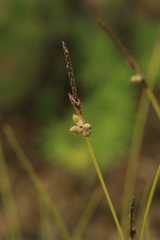 Carex vanheurckii