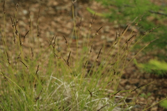 Carex vanheurckii