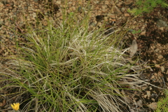 Carex vanheurckii