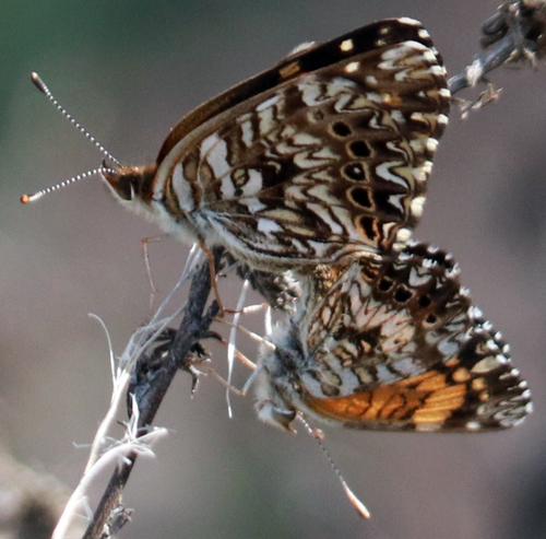 Gorgone Checkerspot photo 4