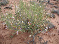 Astragalus episcopus