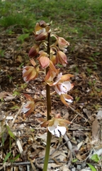 Calanthe discolor