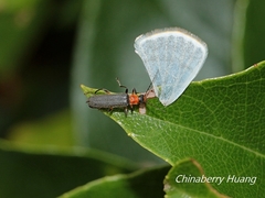 Lycocerus bipartitus