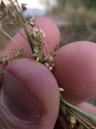 blue panic grass