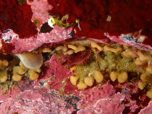 Diaperoecia observed 2026-05-24