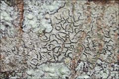 Halegrapha mucronata