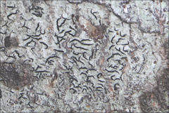 Halegrapha mucronata