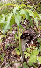 Arisaema thunbergii urashima