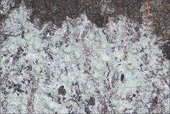 Pertusaria pertractata