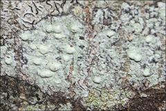Pertusaria pertractata