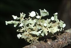 Ramalina inflata