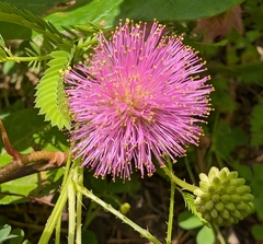 Mimosa quadrivalvis