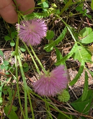 Mimosa quadrivalvis, photograph author not stated, no rights reserved