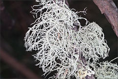 Usnea inermis