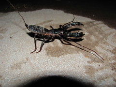 Mastigoproctus