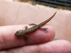 Afrogecko porphyreus