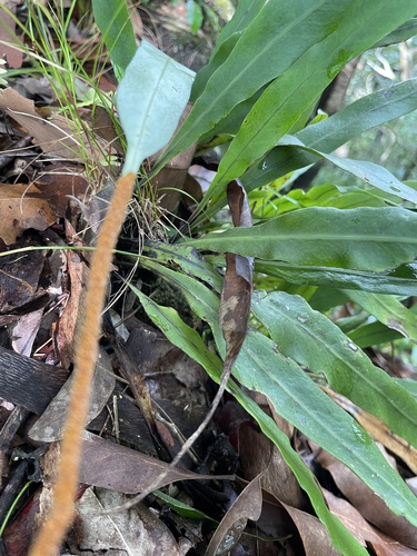 Lepisorus mucronatus observed 2026-05-25