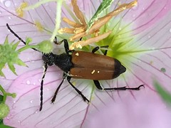 Trigonarthris atrata
