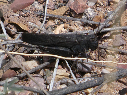 Red-winged Grasshopper