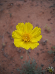 Thelesperma subnudum
