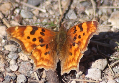 Satyr Comma photo 3