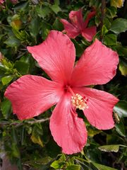 Hibiscus