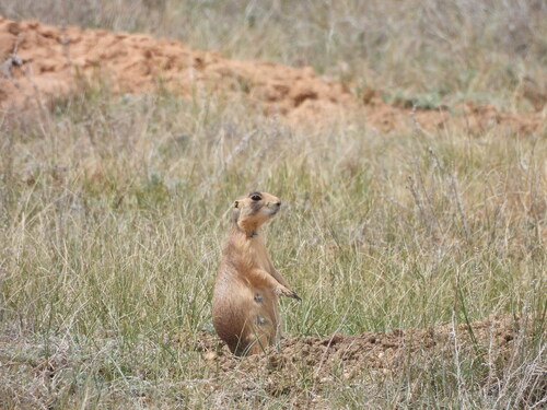 Utah Prairie Dog observed by rasbirder