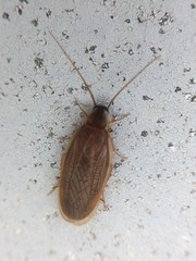 Compsodes schwarzi