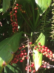 Cordyline manners-suttoniae