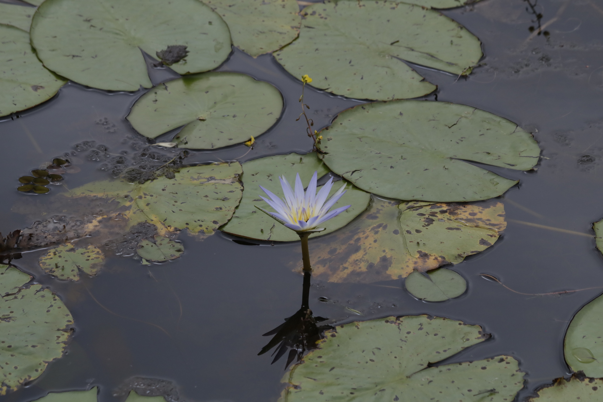 Nymphaea nouchali