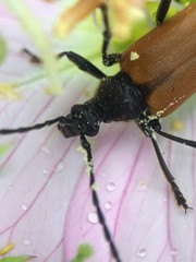 Trigonarthris atrata