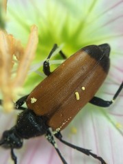 Trigonarthris atrata