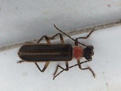 Podabrus quadratus