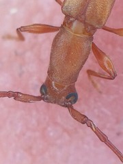Hypexilis pallida
