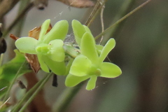 Epidendrum cardiophorum