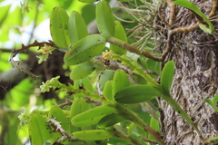 Epidendrum cardiophorum